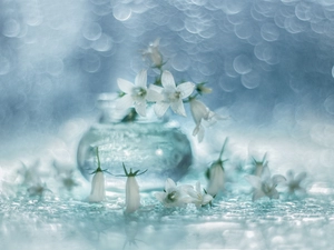 Flowers, Bokeh, White, Dalmatian bellflower, Campanula