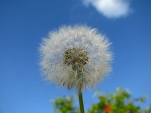 dandelion