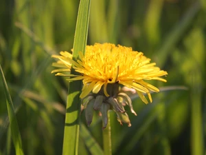 Yellow, grass, dandelion, Colourfull Flowers