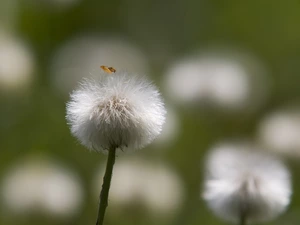 blurry background, Common Coltsfoot, dandelion