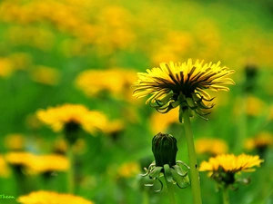 dandelions, Common Dandelion