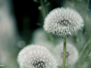 dandelions, Common Dandelion