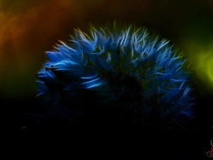 Fractalius, Common Dandelion, dandelion