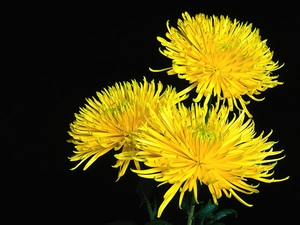 Yellow, Common Dandelion