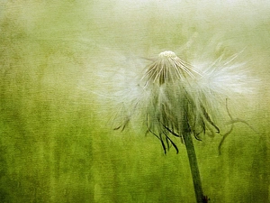 picture, dandelion