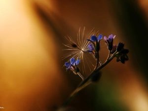 dandelion, Forget, seed