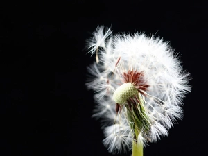 White, dandelion