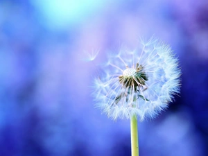 dandelion