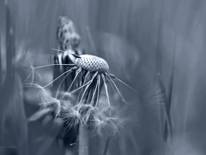 Close, Common Dandelion, dandelions