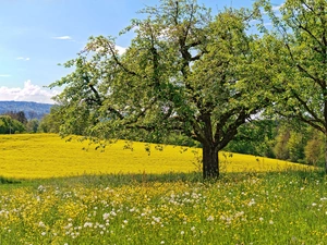 dandelions, Mountains, trees, viewes, Meadow