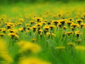 dandelions