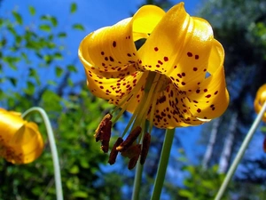 Tiger lily, Yellow Honda, dappled