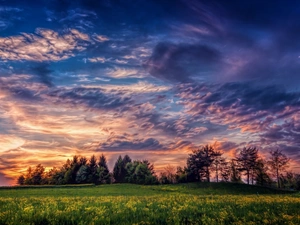 trees, Meadow, dark, clouds, viewes, Flowers