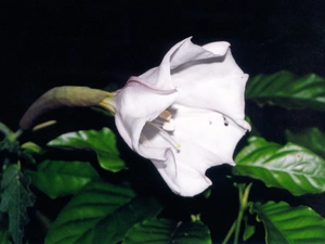 white, Colourfull Flowers, Datura