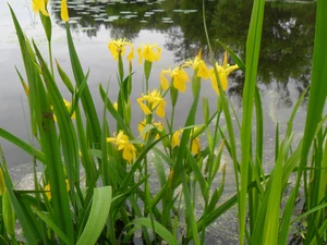 DBZ, water, Irises, growing, Yellow
