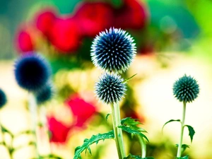 Flowers, teasel, blur, decorated