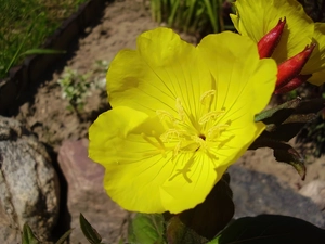 decorated, Beatyfull, primrose