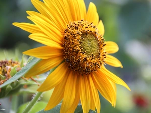 Sunflower, decorated