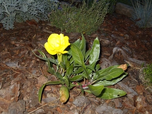Leaf, Evening primrose decorative, green ones
