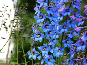 Blue, Flowers, Delphinium, ringtones