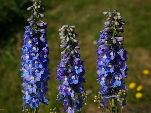 Delphinium, Flowers, Blue