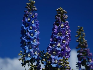 Flowers, Blue, Sky, Delphinium