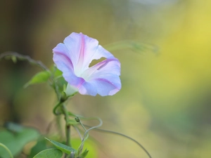 Colourfull Flowers, bindweed, developed