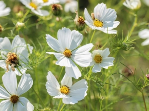 Cosmos, White, Flowers, developed