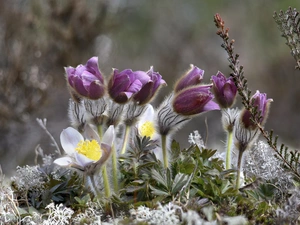 Flowers, pasque, Buds, developed