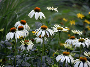 Flowers, White, echinacea, developed