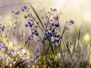 Forget, Flowers, blur, dew, grass, Blue