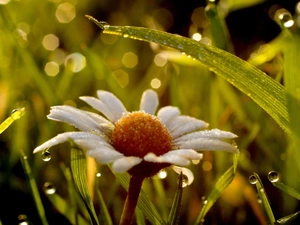 chamomile, dew