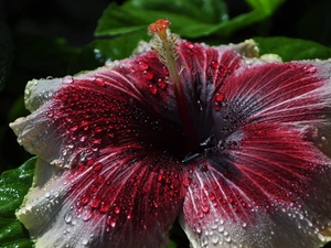 Close, hibiskus, Dew Drops