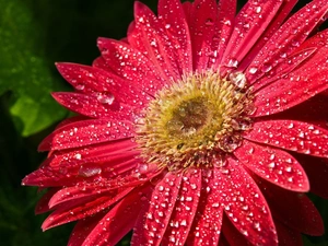 Gerber, drops, dew, Colourfull Flowers