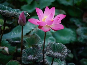 lotus, Leaf, dew, Colourfull Flowers