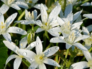drops, dew, Flowers, Ornithogalum, White