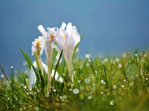 dew, crocuses, grass