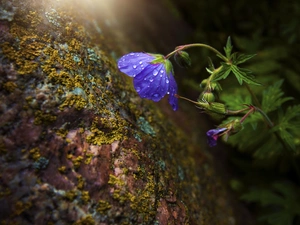 rapprochement, Colourfull Flowers, dew