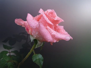 dew, Pink, rose