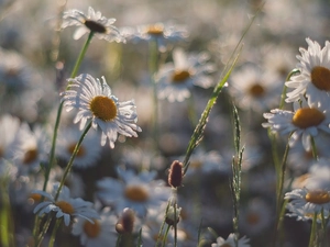 Flowers, camomiles, blur, dewy