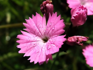pink, Dianthus carthusianorum, rocky, Pink