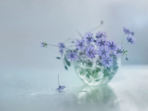 glass, dish, purple, Flowers, geranium