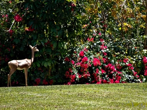 Rising, forest, Meadow, doe, bougainvillea, Bush