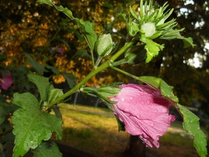 Pink, Hollyhocks, donuts, Colourfull Flowers