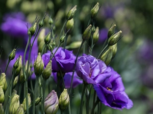donuts, Eustoma, Flowers