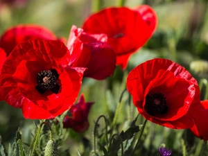 donuts, Red, papavers