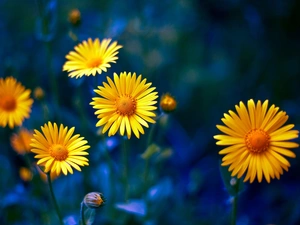 Doronicum, Yellow, Flowers