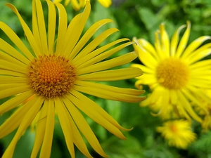 Doronicum