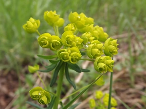 drop, flower, spurge