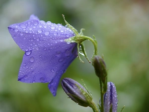 drops, Violet, bell